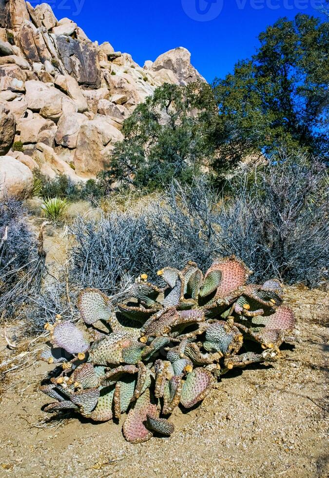 Chenille Prickly Pear Cactus Opuntia aciculata - Mojave Desert, Joshua Tree National Park, CA photo