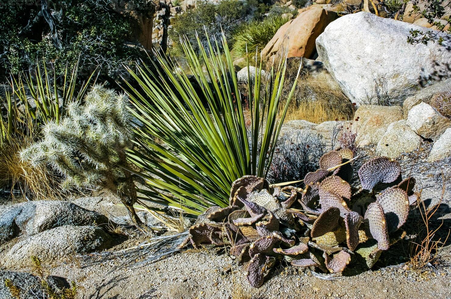 Cacti, yuccas and conifers among rocks in the rock desert in Joshua Tree National Park, California photo