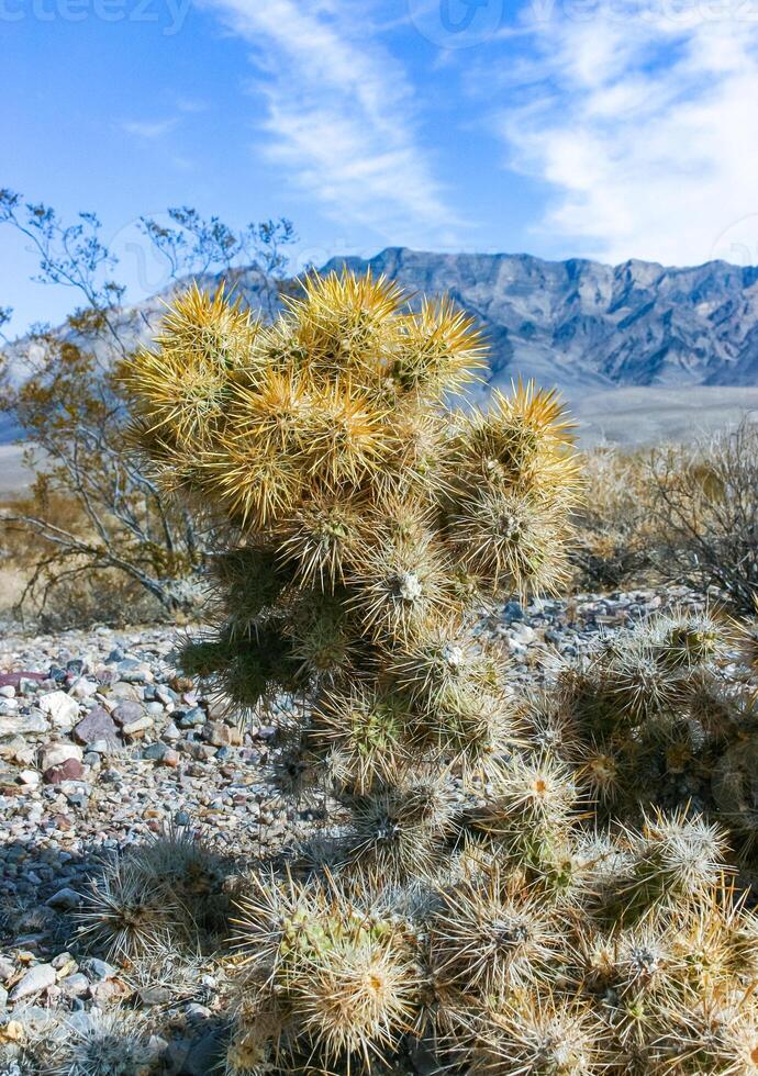 Teddy bear cholla Cylindropuntia bigelovii, cactus with tenacious yellow spines, numerous in the Sonoran Desert, California photo
