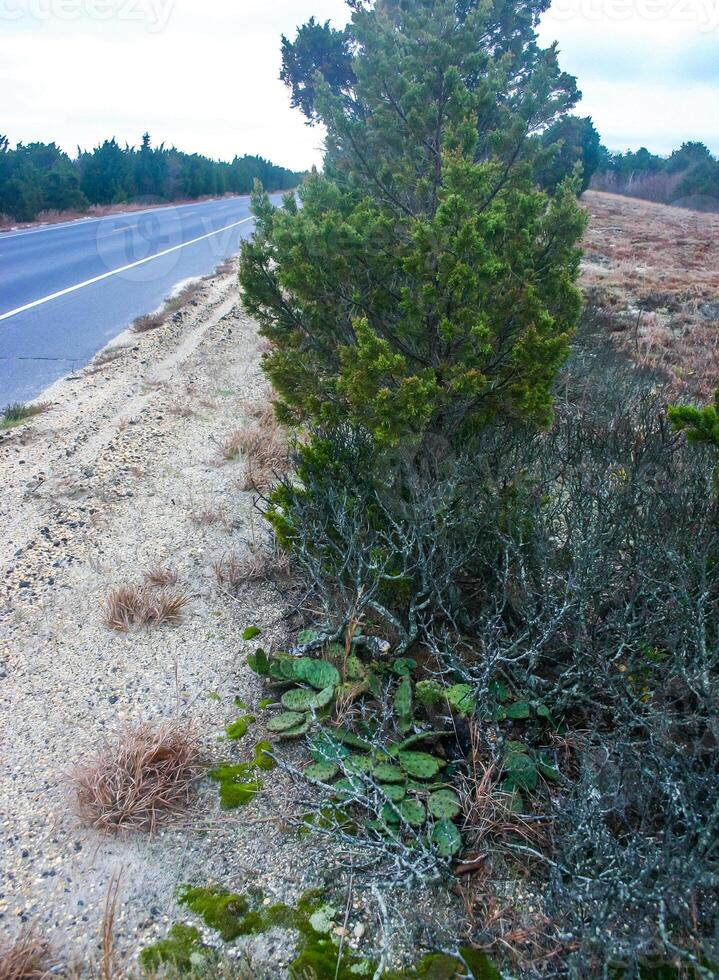 Prickly Pear Opuntia humifusa - frost-resistant type of cactus, creeping along the ground photo