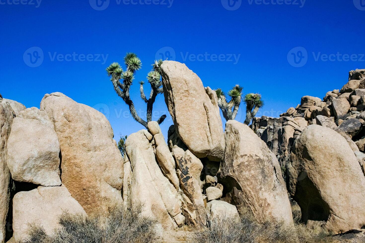 Rock landscape, Yucca Brevifolia Mojave Desert Joshua Tree National Park, CA photo