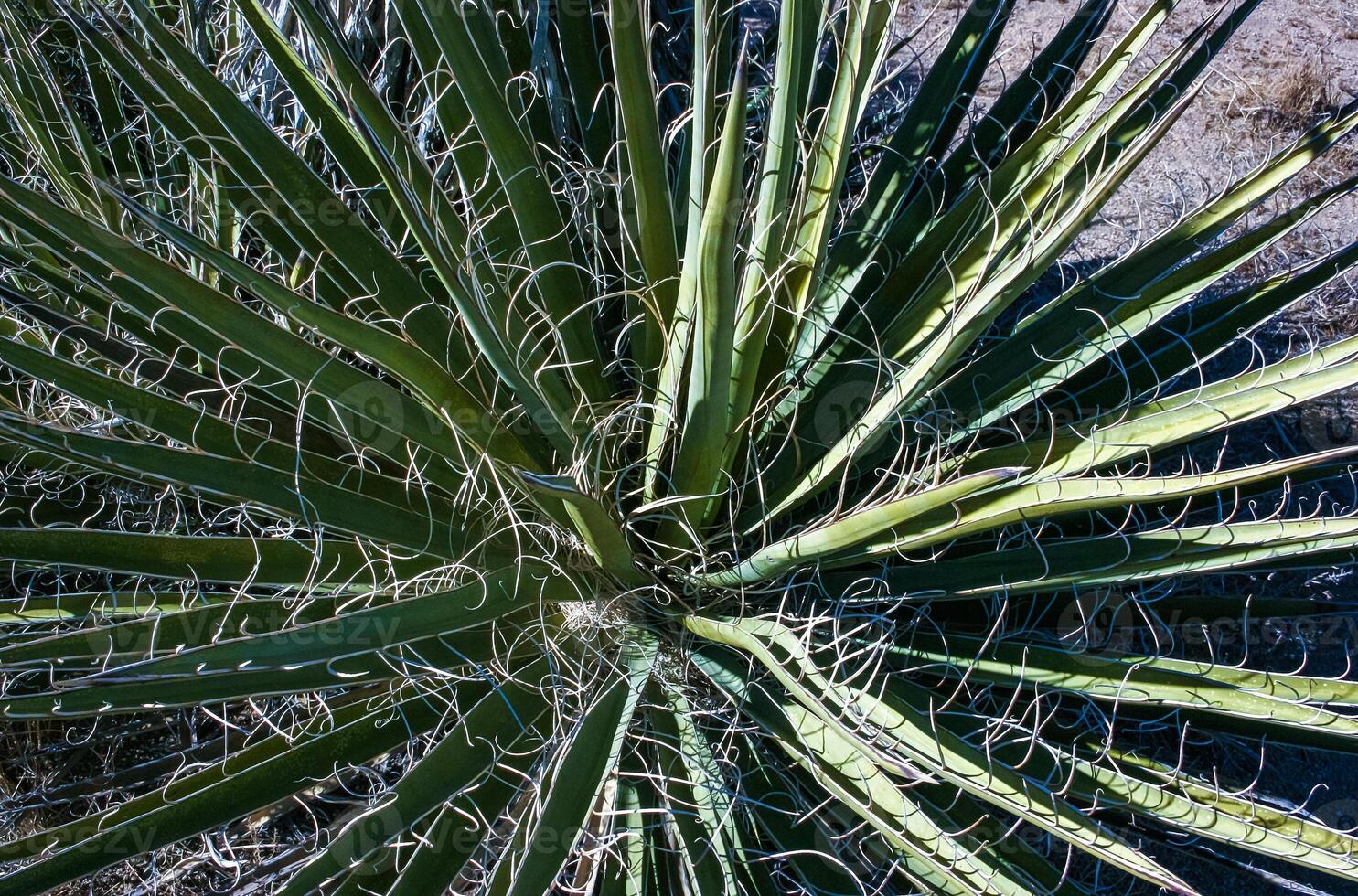 Yucca carnerosana - close-up of a young Yucca tree growing in a rock crack in a rock desert in Joshua Tree National Park, California photo