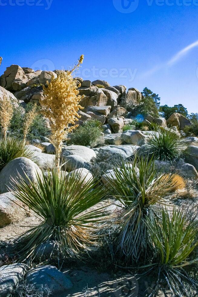 Bigelow's Nolina, Nolina bigelovii Beargrass Hidden Valley Landscape Mojave Desert Joshua Tree National Park, California photo