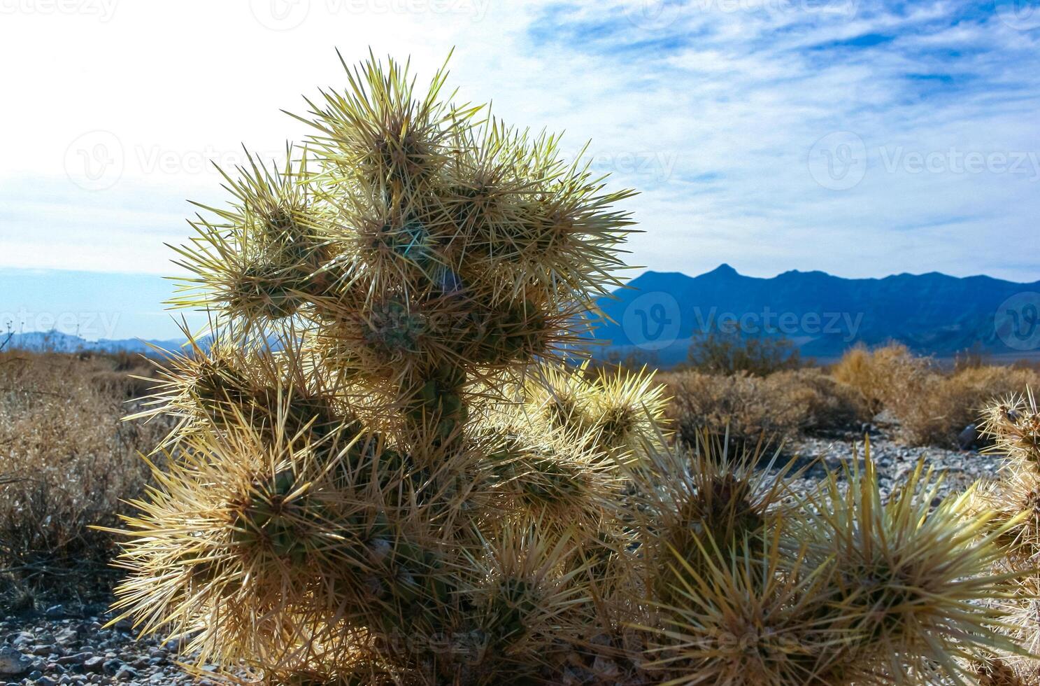 Teddy bear cholla Cylindropuntia bigelovii, cactus with tenacious yellow spines, numerous in the Sonoran Desert, California photo