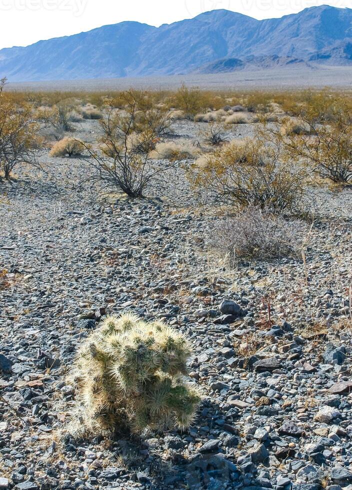 Teddy bear cholla Cylindropuntia bigelovii, cactus with tenacious yellow spines, numerous in the Sonoran Desert, California photo