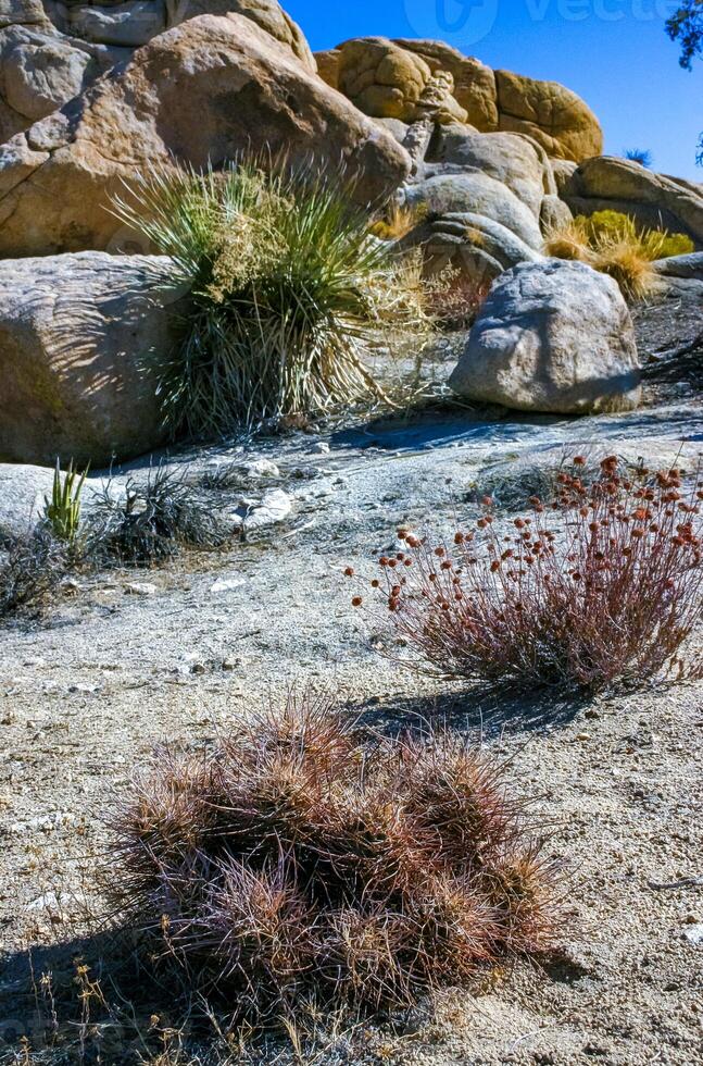 Strawberry hedgehog cactus Echinocereus engelmannii - a group of spiny cacti with long spines in a desert rock landscape of Joshua Tree NP, California photo