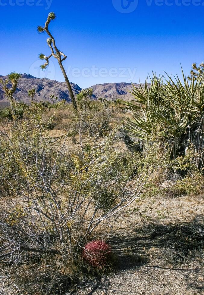 Desert barrel cactus Ferocactus cylindraceus - a cactus with red spines growing in a rock crack in the desert in Joshua Tree National Park, California photo