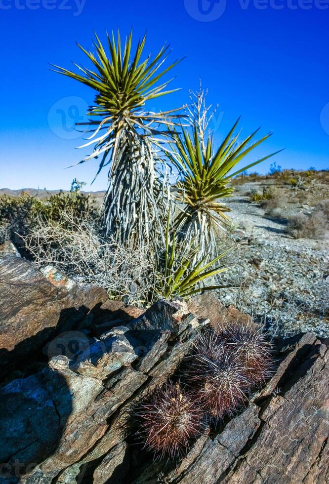 Yucca and Strawberry hedgehog cactus Echinocereus engelmannii- a group of spiny cacti with long spines in a desert rock landscape of Joshua Tree NP, California photo