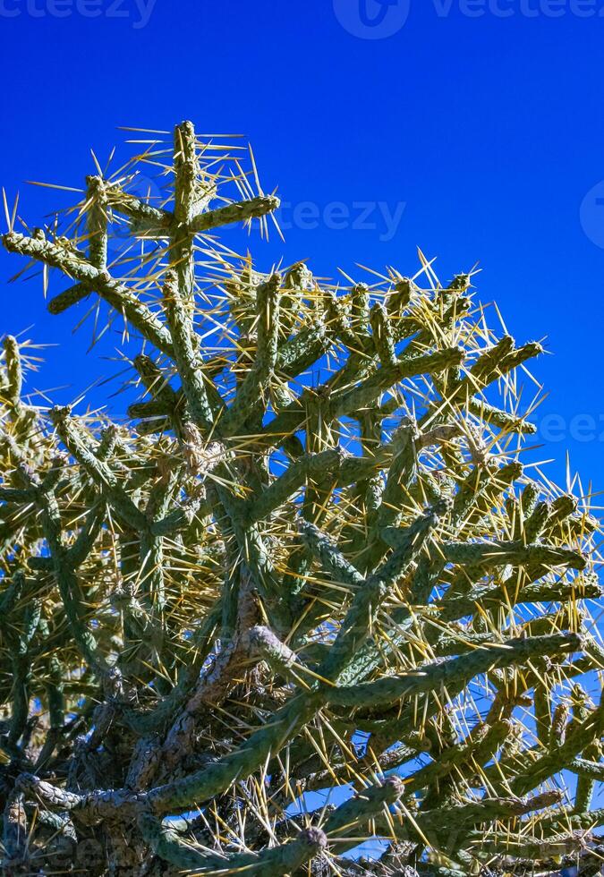 Branched pencil cholla Cylindropuntia ramosissima- segmented stem of a cactus with long spines in a rock desert near Joshua Tree NP, California photo