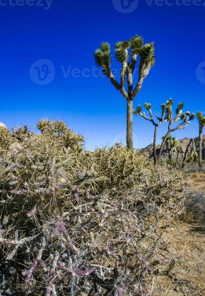 Branched pencil cholla Cylindropuntia ramosissima - segmented stem of a cactus with long spines in a rock desert near Joshua Tree NP, California photo