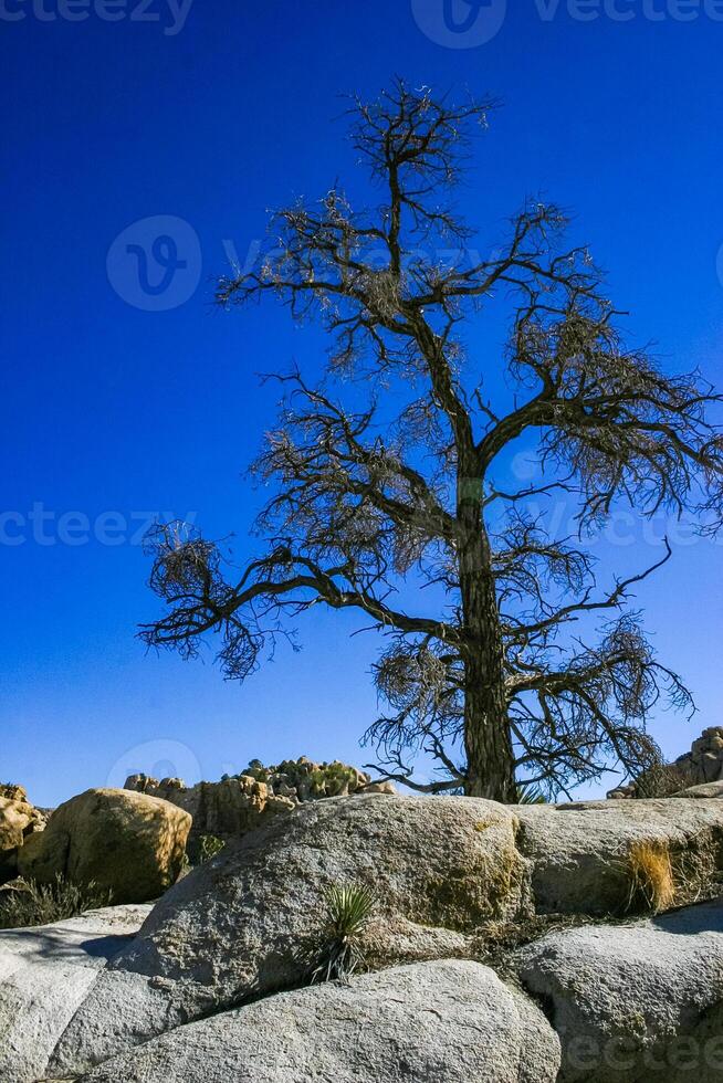 Cacti, yuccas and conifers among rocks in the rock desert in Joshua Tree National Park, California photo
