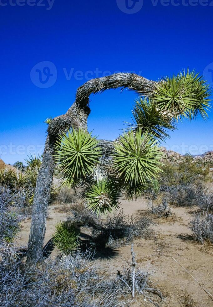 Rock landscape, Yucca Brevifolia Mojave Desert Joshua Tree National Park, CA photo
