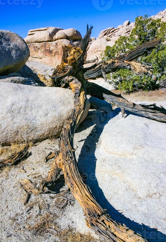 Trunk of a dry dead tree among the rocks in the rock desert in Joshua Tree National Park, California photo