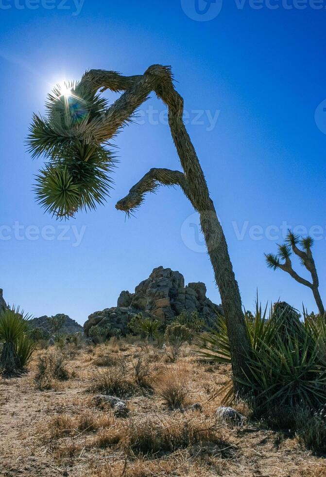Rock landscape, Yucca Brevifolia Mojave Desert Joshua Tree National Park, CA photo