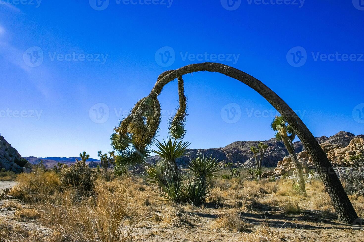 Rock landscape, Yucca Brevifolia Mojave Desert Joshua Tree National Park, CA photo