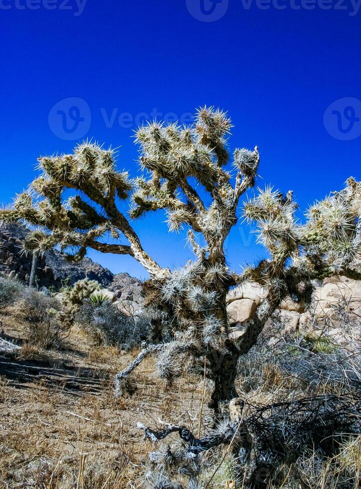 Cylindropuntia bigelovii- cactus shape with long silvery spines with rock desert near Joshua Tree NP photo