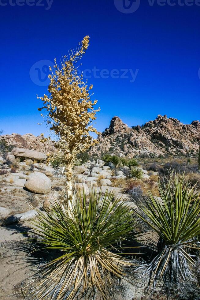 Bigelow's Nolina, Nolina bigelovii Beargrass Hidden Valley Landscape Mojave Desert Joshua Tree National Park, California photo