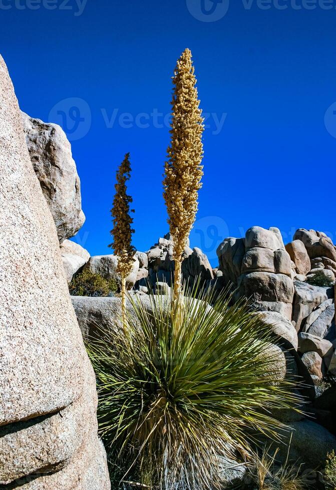 Bigelow's Nolina, Nolina bigelovii Beargrass Hidden Valley Landscape Mojave Desert Joshua Tree National Park, California photo