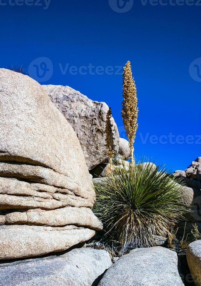 Bigelow's Nolina, Nolina bigelovii Beargrass Hidden Valley Landscape Mojave Desert Joshua Tree National Park, California photo
