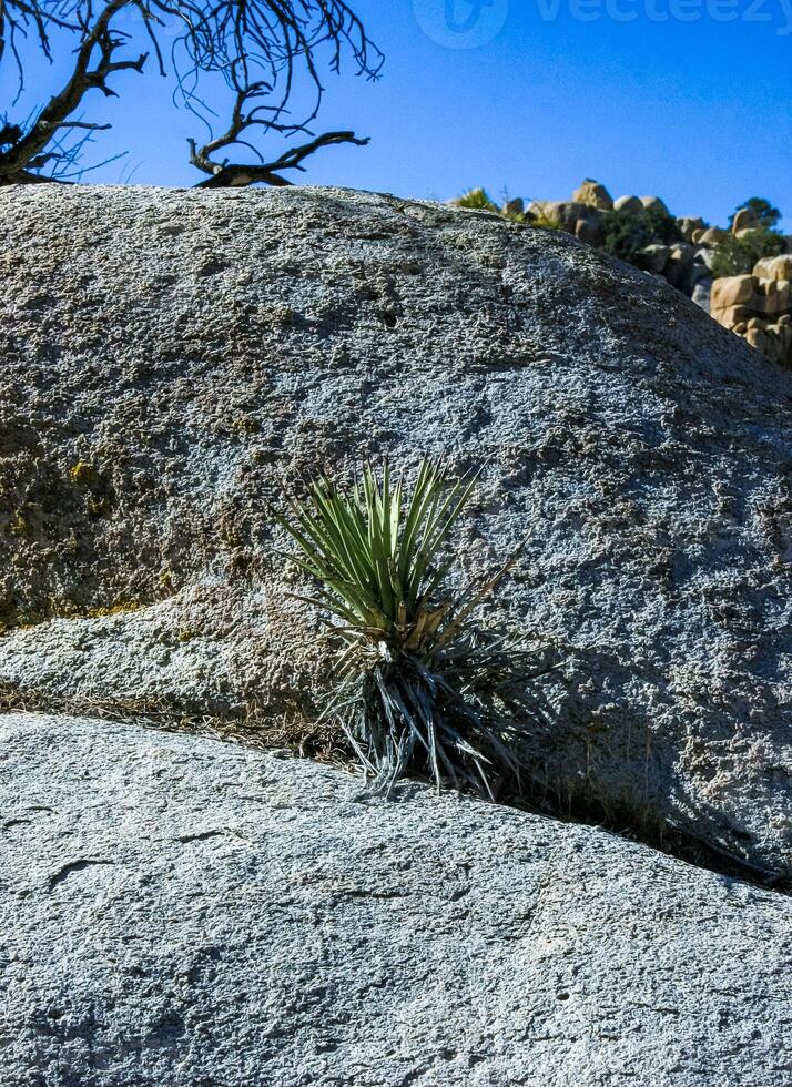 Rock landscape, Yucca Brevifolia Mojave Desert Joshua Tree National Park, CA photo
