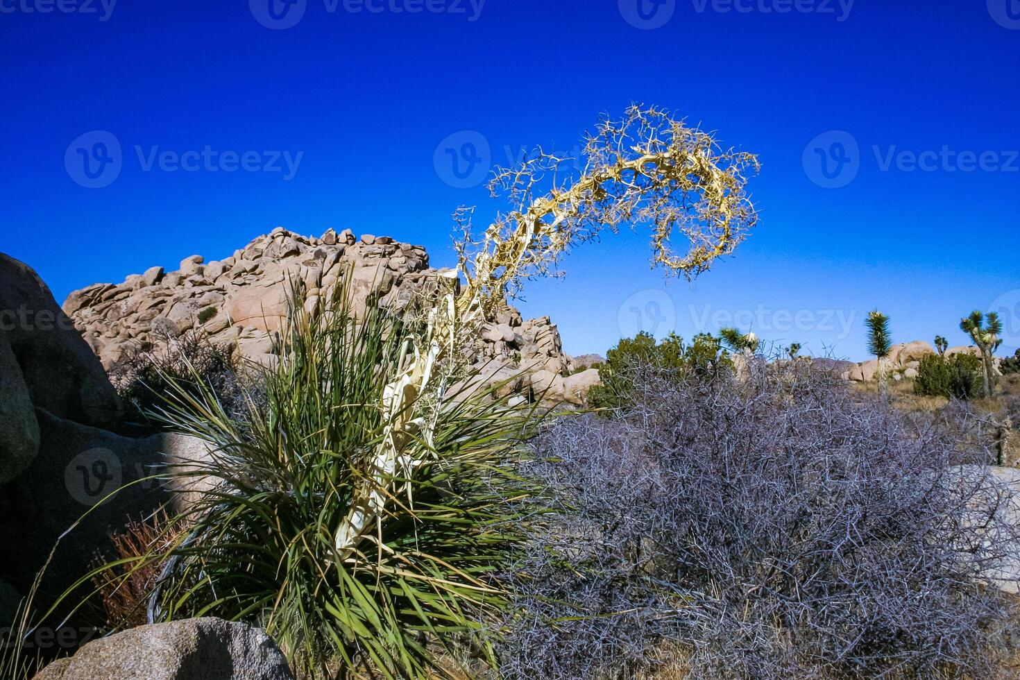Rock landscape, Yucca Brevifolia Mojave Desert Joshua Tree National Park, CA photo