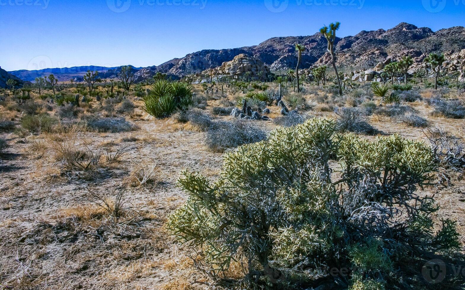 Yucca and Branched pencil cholla Cylindropuntia ramosissima - segmented stem of a cactus with long spines in a rock desert near Joshua Tree NP, California photo