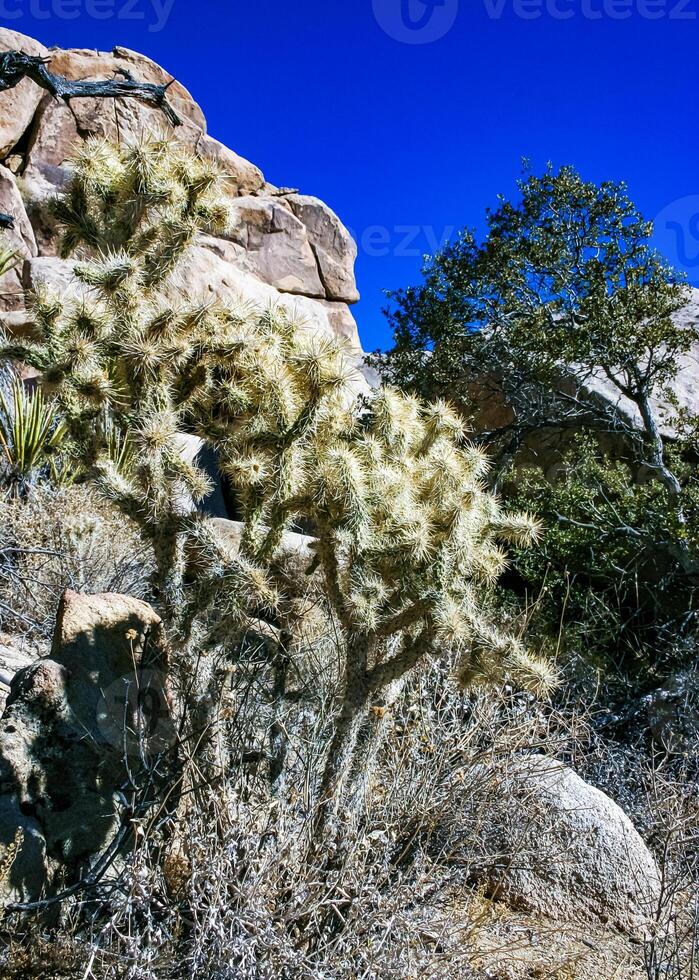Teddy-bear cholla Cylindropuntia bigelovii- desert landscape, large thickets of prickly pear cactus with tenacious yellowish spines in Joshua Tree NP, California photo