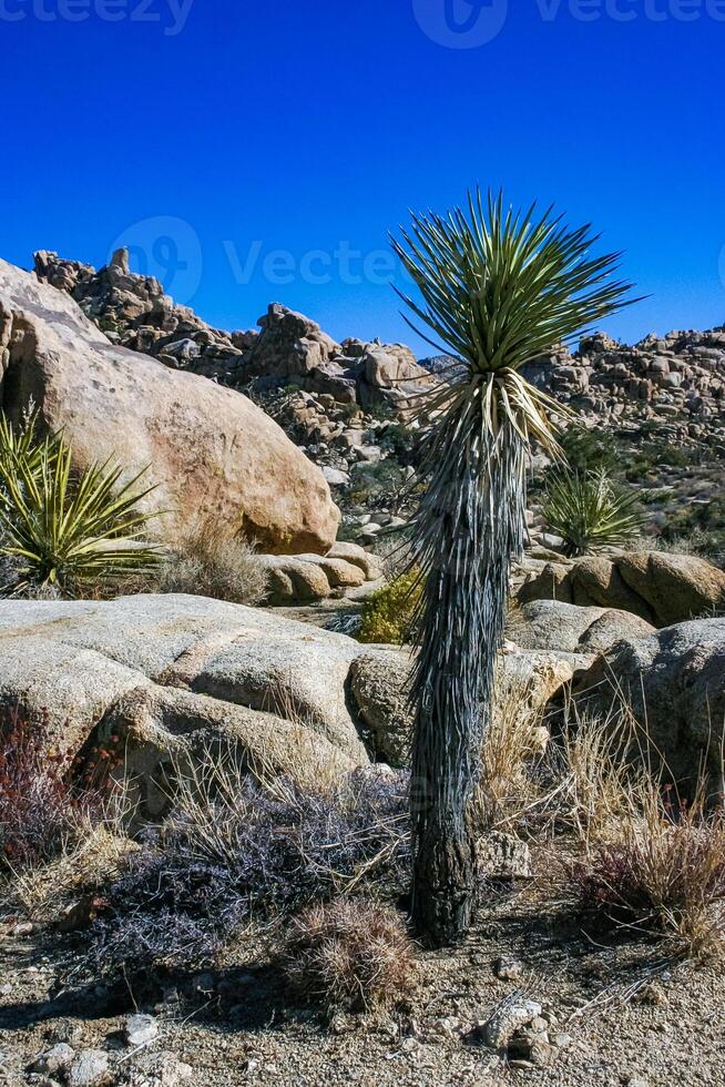 Yucca and Strawberry hedgehog cactus Echinocereus engelmannii - a group of spiny cacti with long spines in a desert rock landscape of Joshua Tree NP, California photo
