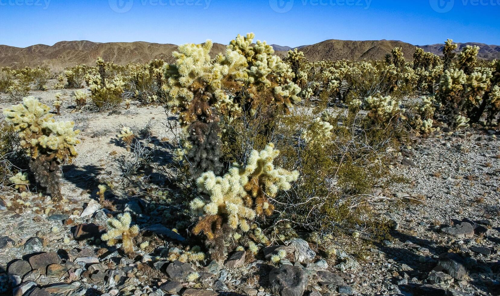 Teddy-bear cholla Cylindropuntia bigelovii - desert landscape, large thickets of prickly pear cactus with tenacious yellowish spines in Joshua Tree NP, California photo