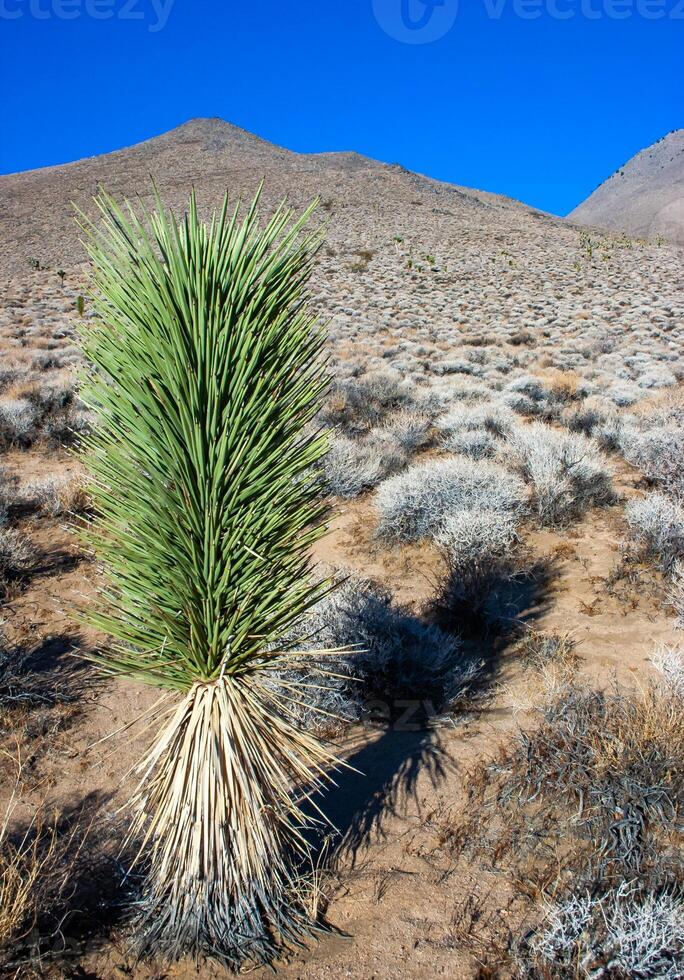 Joshua tree, palm tree yucca Yucca brevifolia, thickets of yucca on the slopes of the Sierra Nevada mountains, California, USA photo