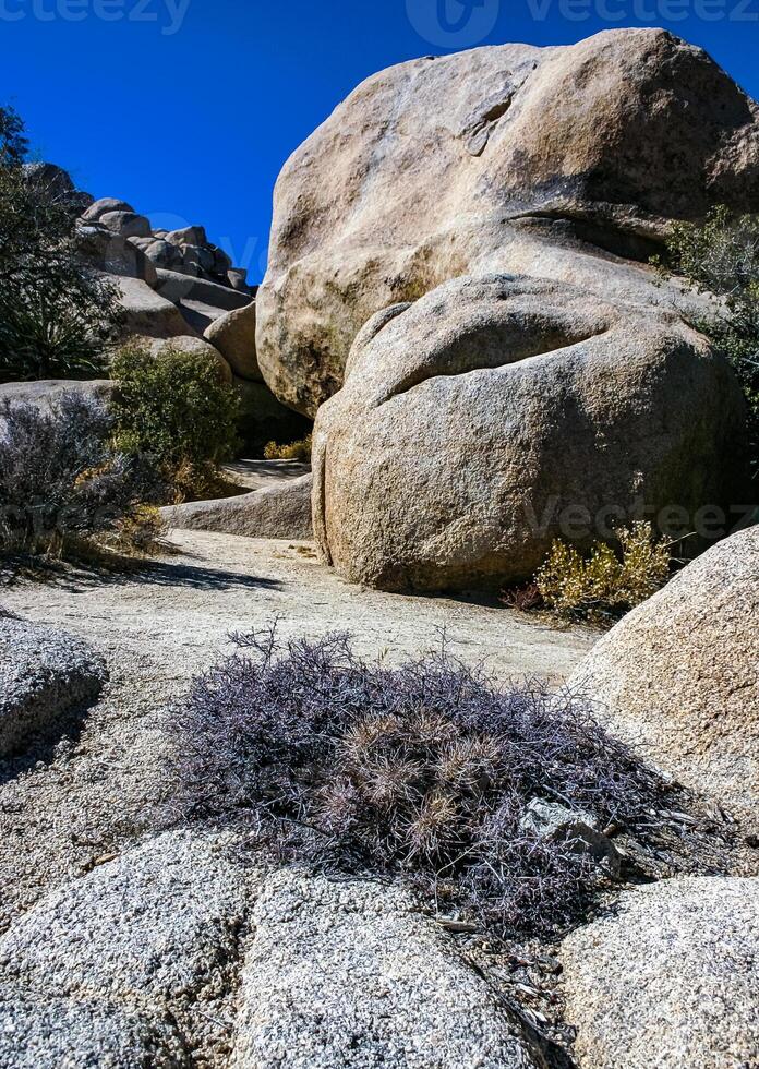 Strawberry hedgehog cactus Echinocereus engelmannii - a group of spiny cacti with long brown spines in Joshua Tree NP, California photo