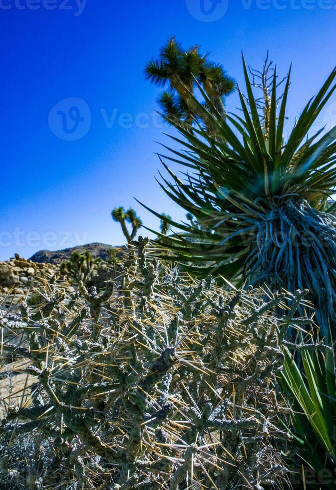 Branched pencil cholla Cylindropuntia ramosissima - segmented stem of a cactus with long spines in a rock desert near Joshua Tree NP, California photo