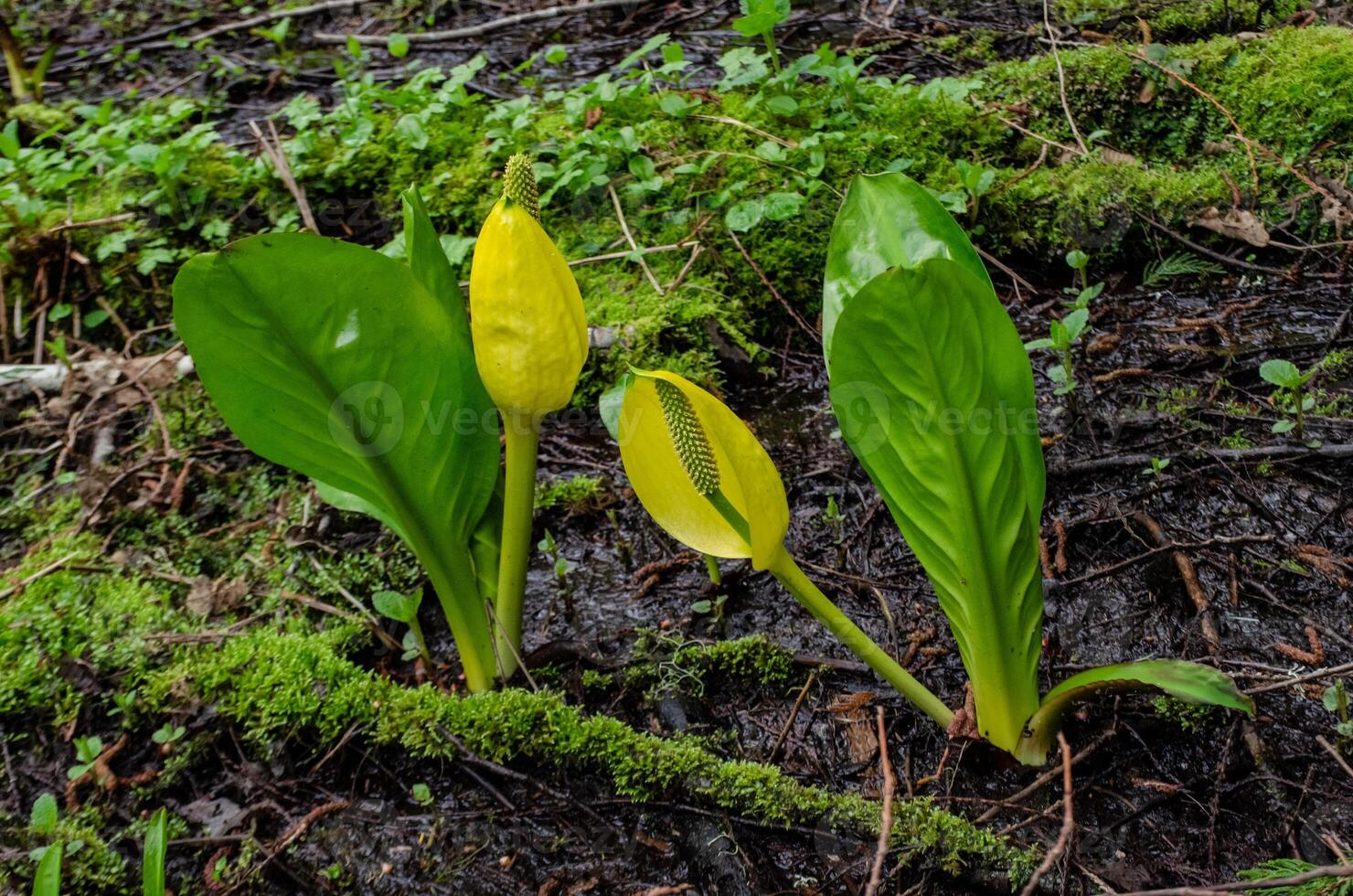 Western Skunk Cabbage Lysichiton americanus in a red alder grove, Olympic National Park photo
