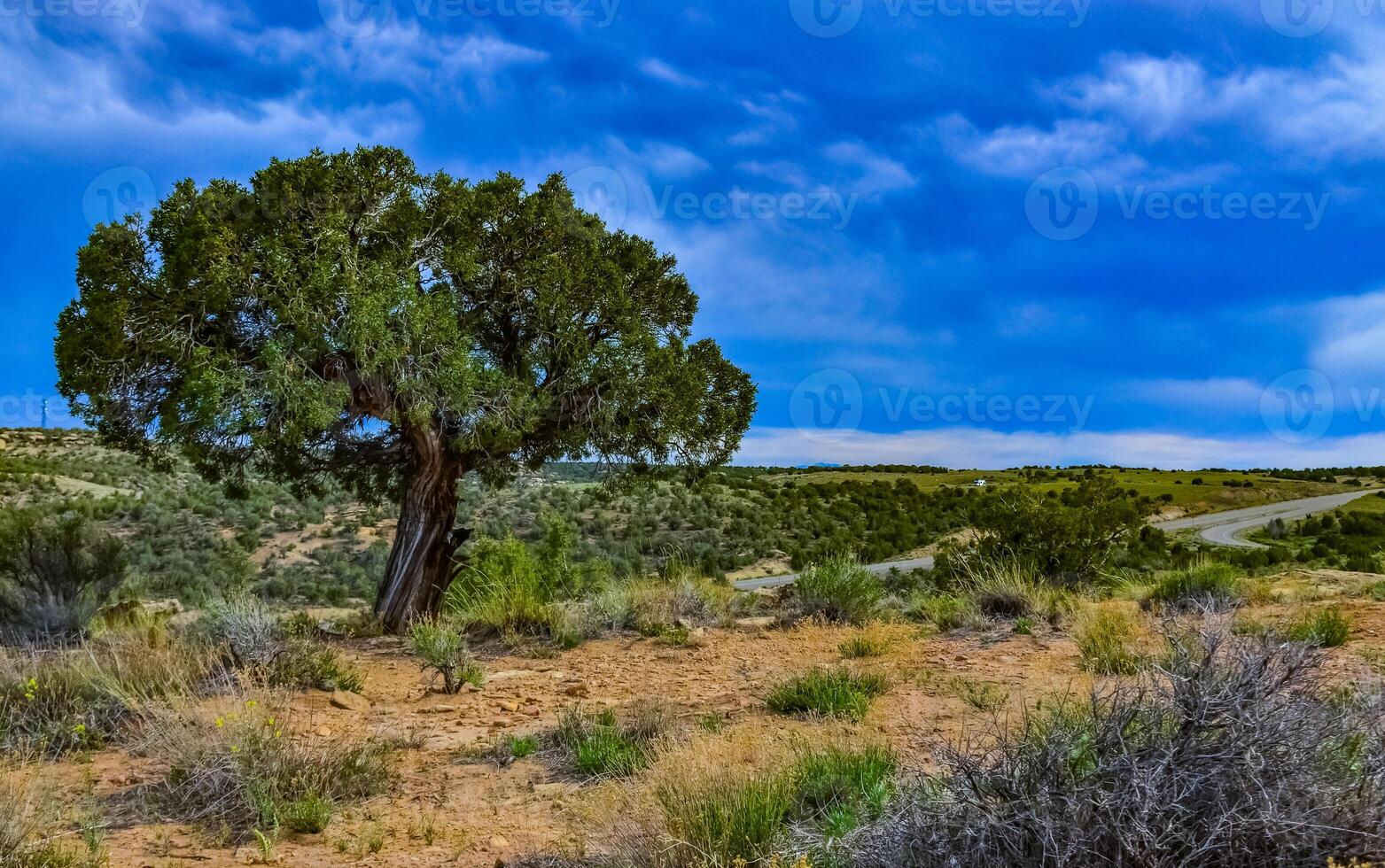 Solitary drought tolerant trees, desert plants, and cacti in a natural hillside landscape in Utah, US photo