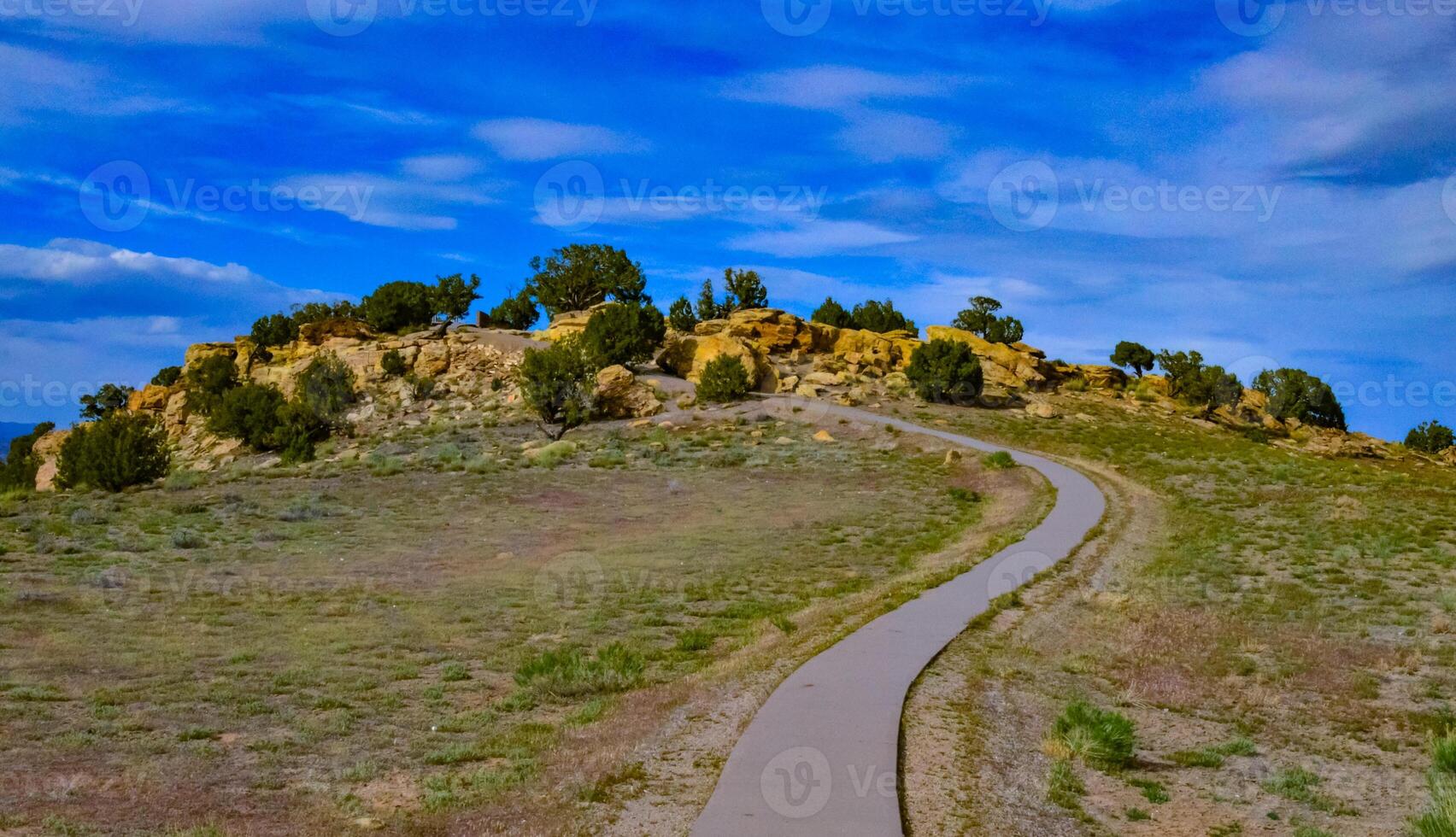Solitary drought tolerant trees, desert plants, and cacti in a natural hillside landscape in Utah, US photo