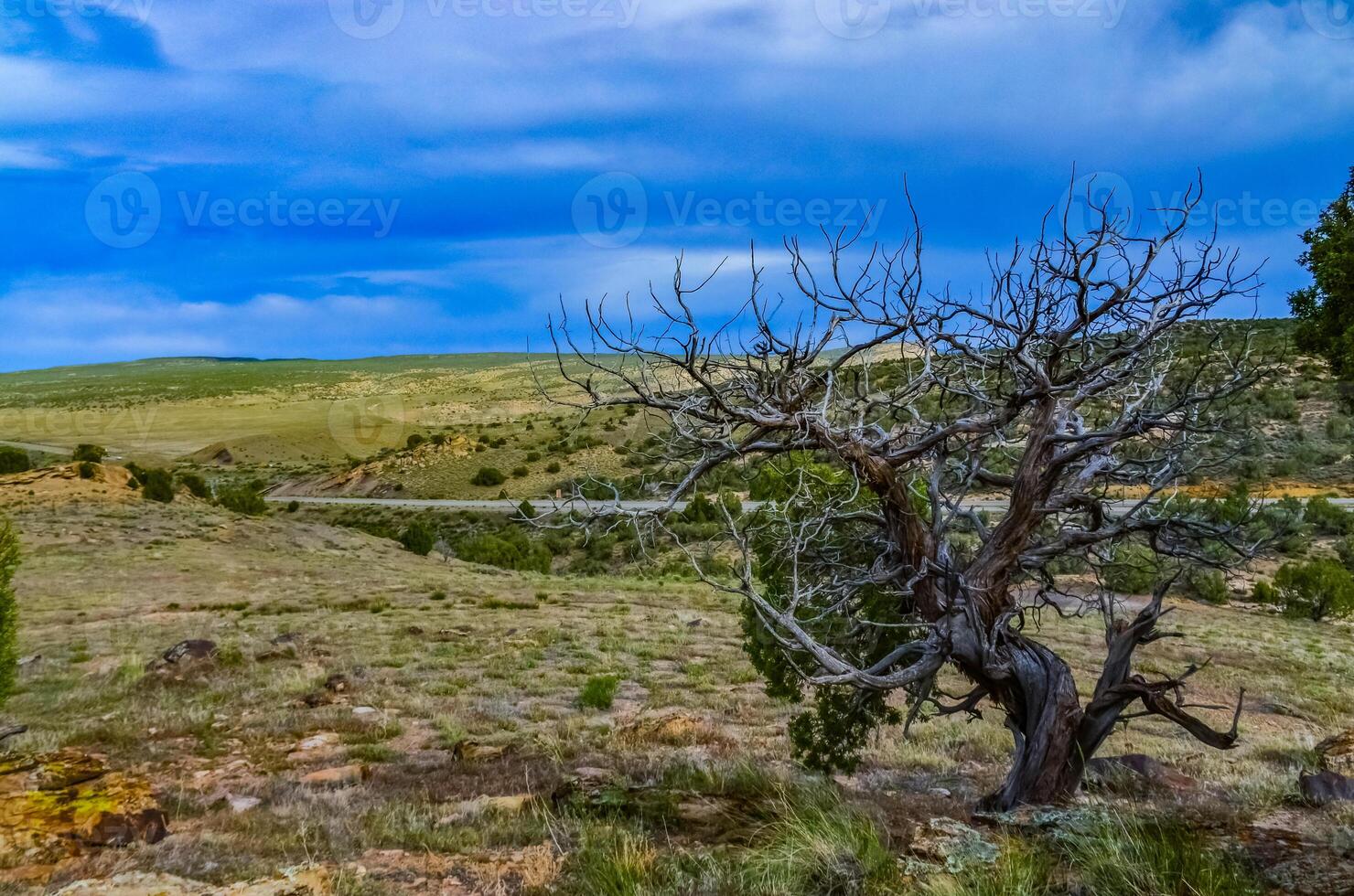 Solitary drought tolerant trees, desert plants, and cacti in a natural hillside landscape in Utah, US photo