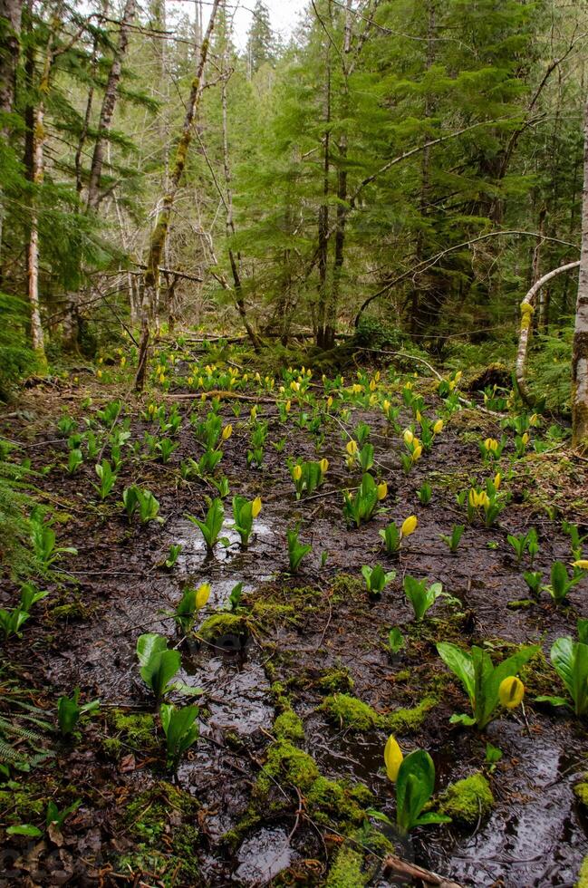 Western Skunk Cabbage Lysichiton americanus in a red alder grove, Olympic National Park photo
