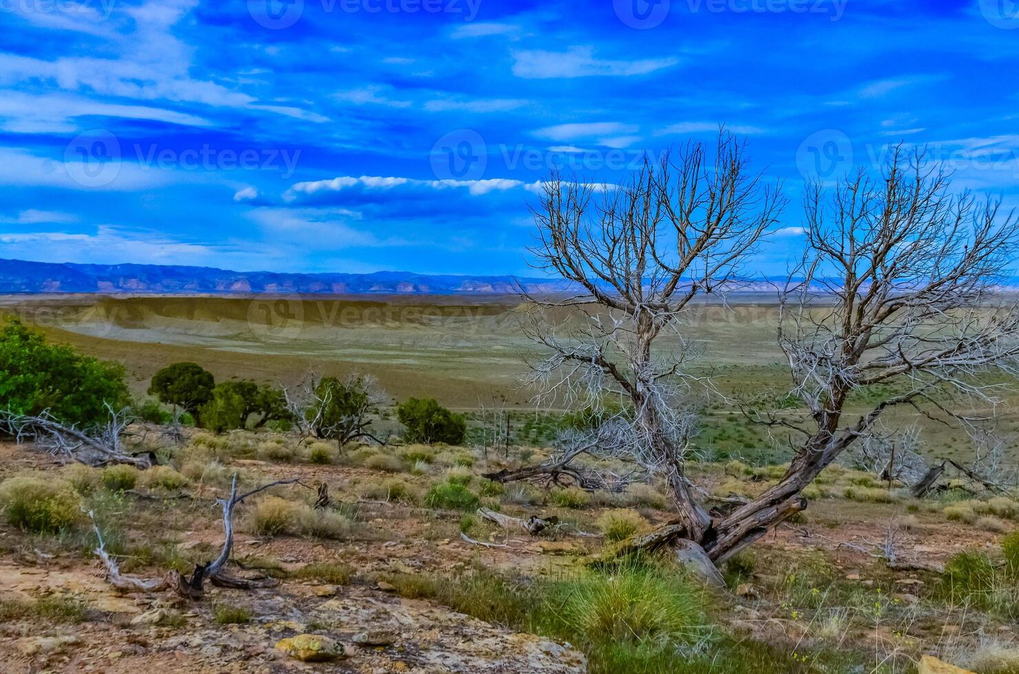 Solitary drought tolerant trees, desert plants, and cacti in a natural hillside landscape in Utah, US photo