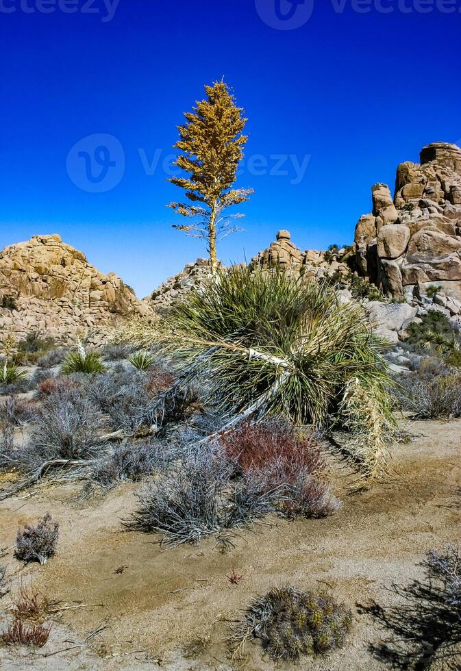 Bigelow's Nolina, Nolina bigelovii Beargrass Hidden Valley Landscape Mojave Desert Joshua Tree National Park, California photo