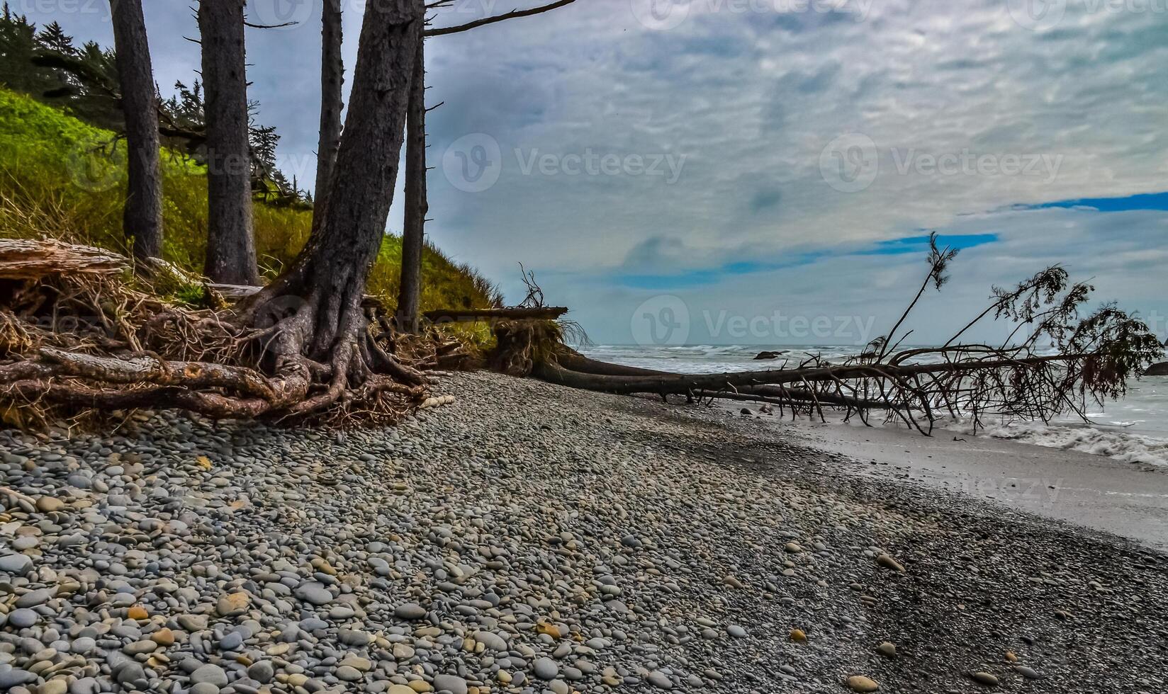 Trunks of fallen trees at low tide on the Pacific Ocean in Olympic, National Park, Washington photo