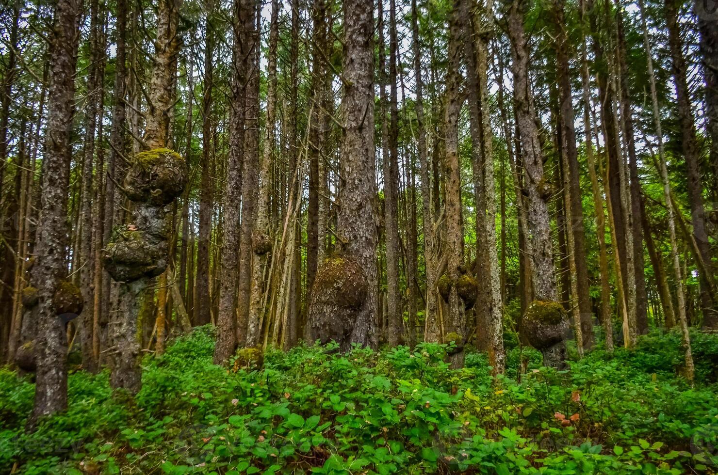 Old trees with outgrowths on trunks in the forest on the shores of the Pacific Ocean in Olympic National Park, Washington photo