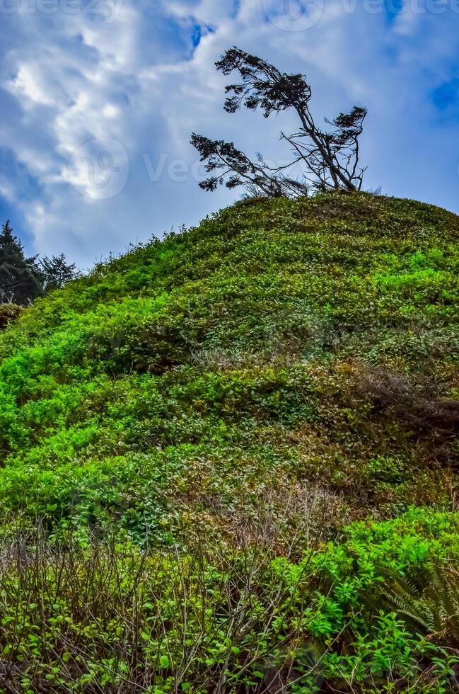 Conifers on the edge of the Pacific Ocean cliff in Olympic National Park photo