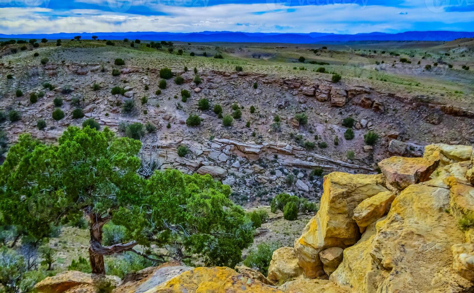 Solitary drought tolerant trees, desert plants, and cacti in a natural hillside landscape in Utah, US photo