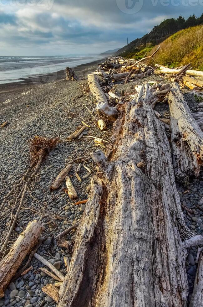 Trunks of fallen trees at low tide on the Pacific Ocean in Olympic, National Park, Washington photo