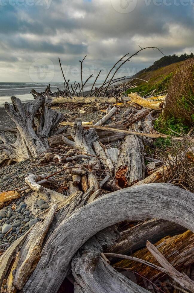 Trunks of fallen trees at low tide on the Pacific Ocean in Olympic, National Park, Washington photo