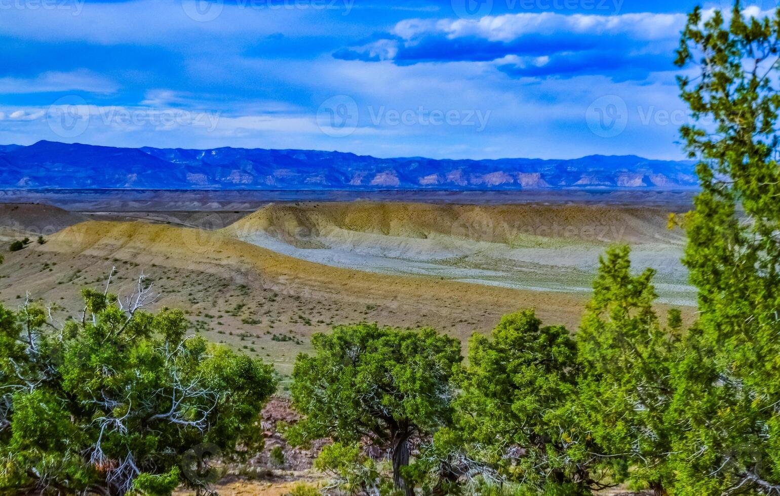 Solitary drought tolerant trees, desert plants, and cacti in a natural hillside landscape in Utah, US photo