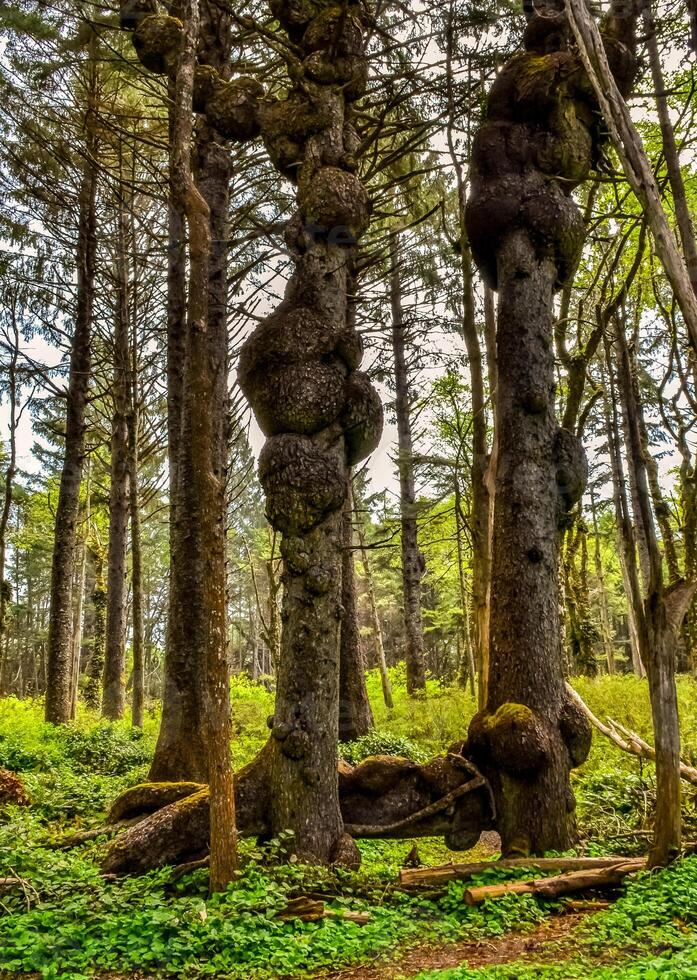 Old trees with outgrowths on trunks in the forest on the shores of the Pacific Ocean in Olympic National Park, Washington photo
