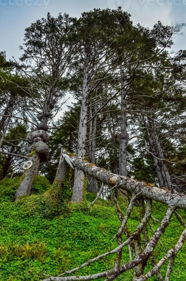 Old conifers fall from the edge of a cliff into the Pacific Ocean in Olympic National Park photo