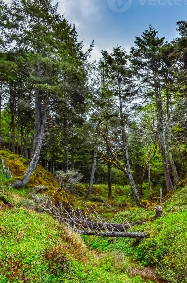 Old conifers fall from the edge of a cliff into the Pacific Ocean in Olympic National Park photo