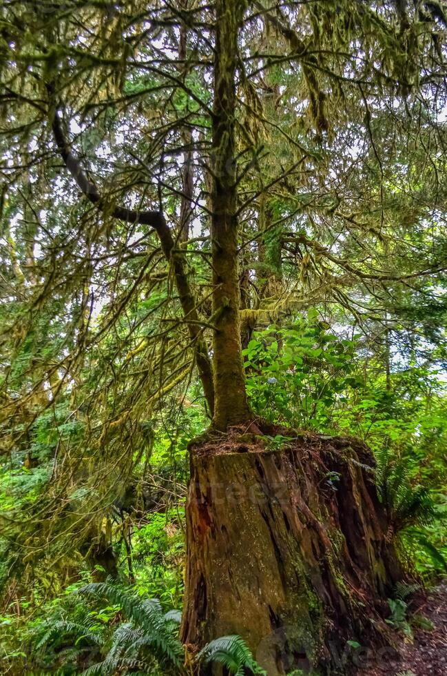 A young tree grows from an old rotten stump in a forest on the Pacific Ocean in Olympic National Park, Washington photo